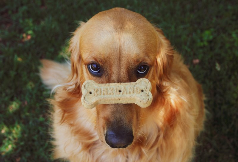 Hund mit Hundekeks auf der Nase