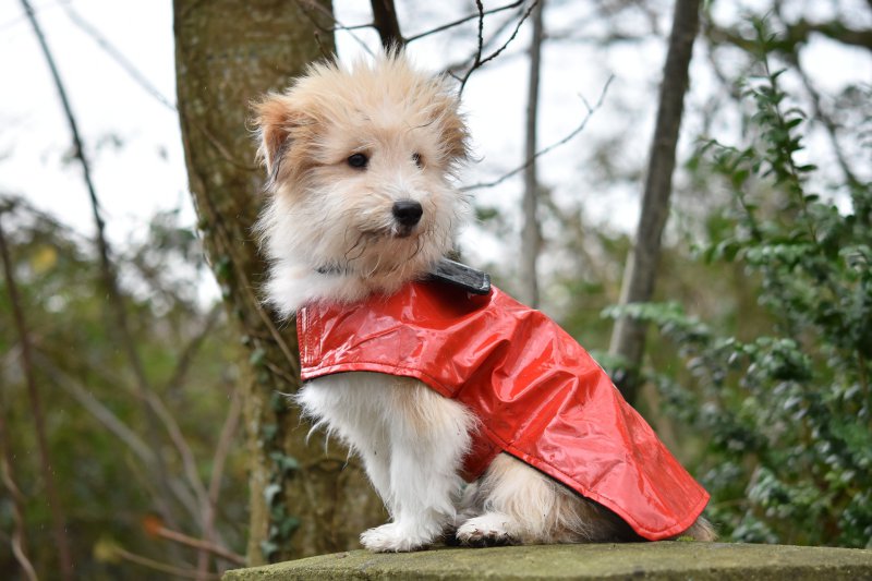 Hund mit rotem Regenmantel