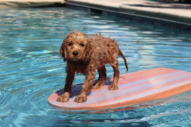 Hund auf Brett im Pool