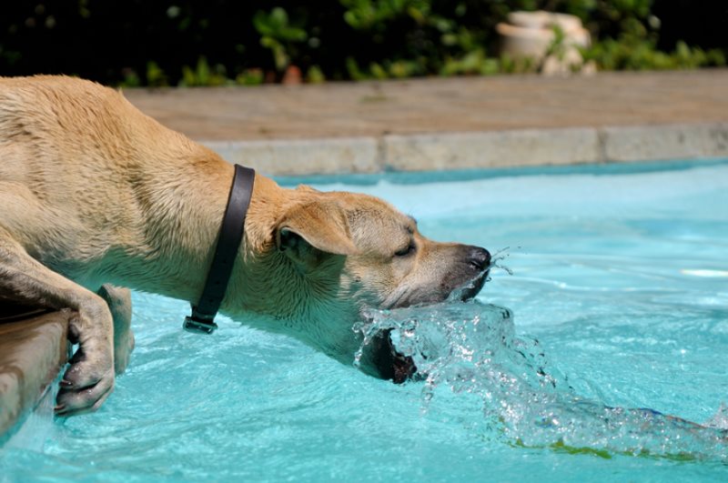 Hund spielt mit Wasser und trinkt gleichzeitig