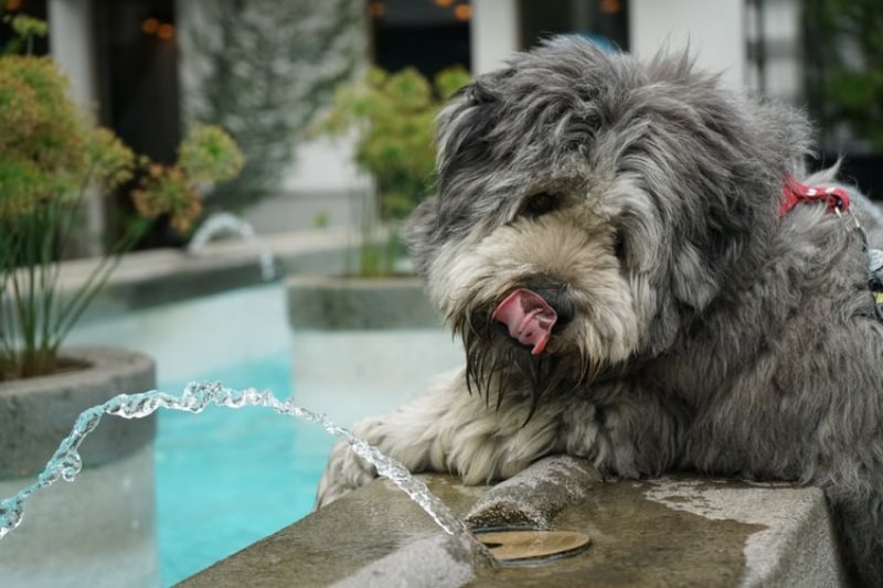 Ein Hund trinkt Wasser aus einer Wasserfontäne
