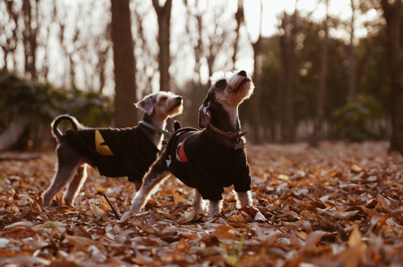Zwei Terrier mit Hundewintermantel