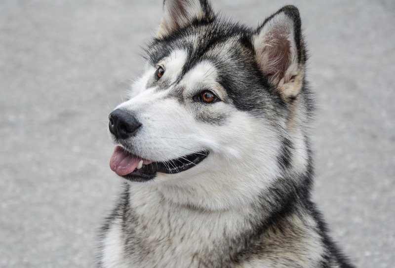 Nordischer Schlittenhund - Alaskan Malamute