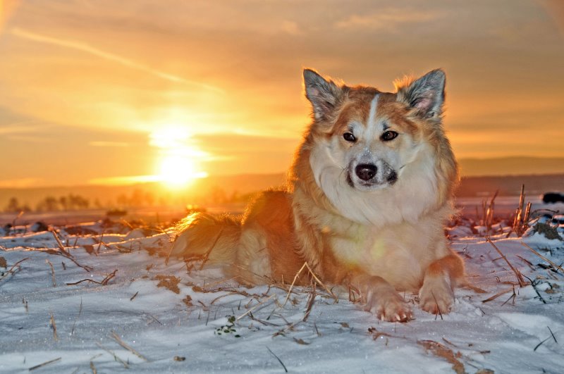 Nordischer Wachhund - Islandhund