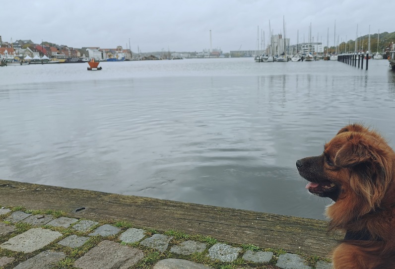 Urlaub mit Hund in Flensburg