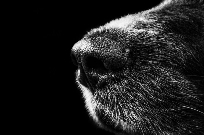 Nase von einem Hund