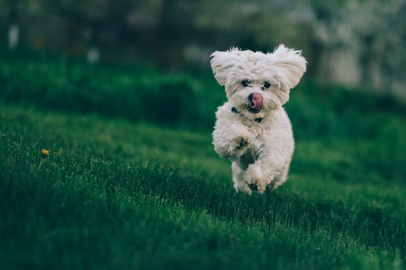 Bichon Frisé ist ein Familienhund für Allergiker