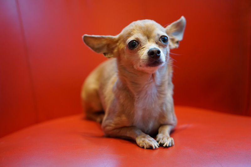 Chihuahua beige