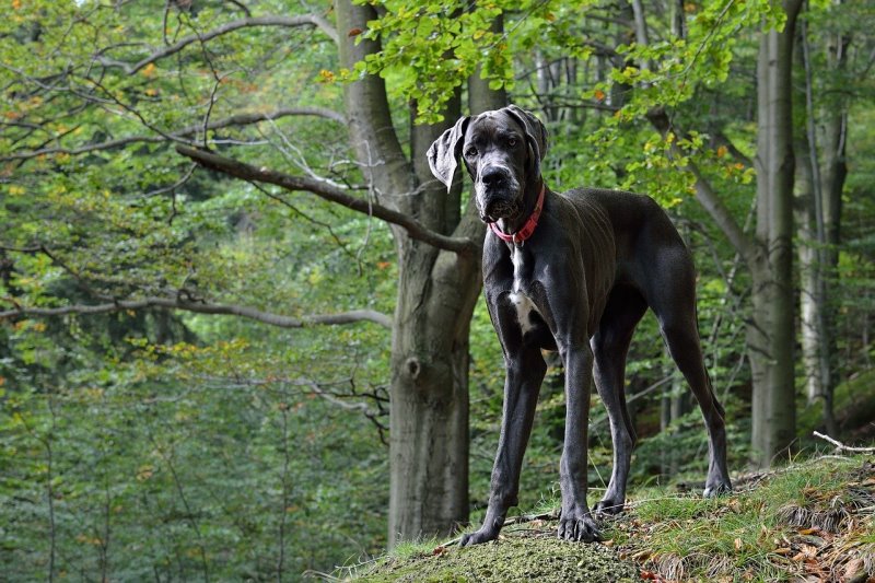 Deutsche Doggen gehören zu den Riesen-Hunderassen