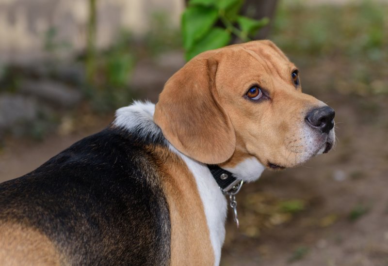 Der Beagle gehört zu den ungehorsamsten Hunderassen