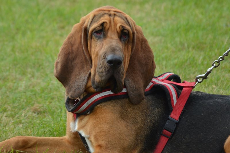 Der Bloodhound gehört zu den ungehorsamsten Hunderassen