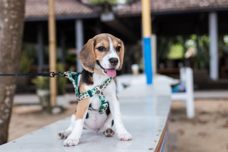 Der Beagle als Familienhund