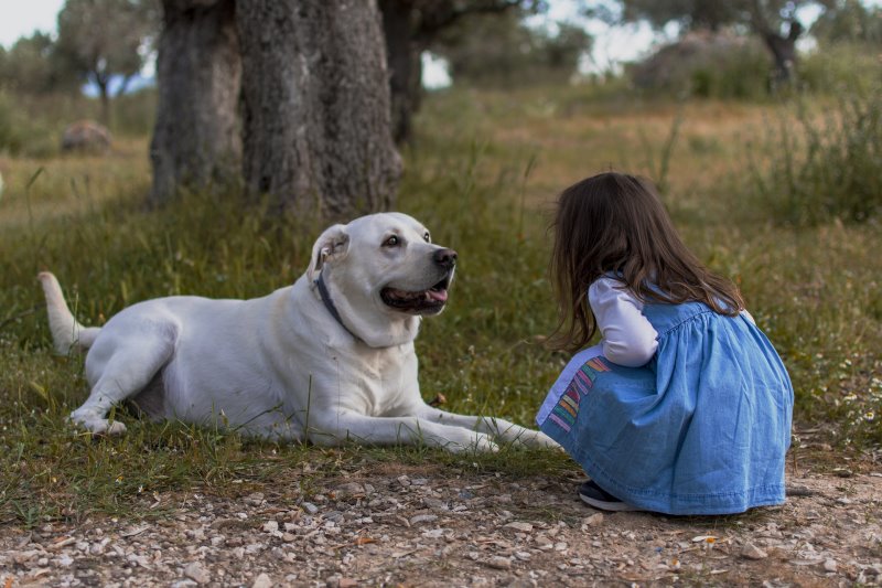 Der Labrador als Familienhund