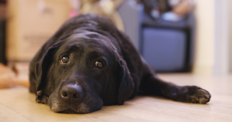 Was tun gegen Langeweile von Hunden?