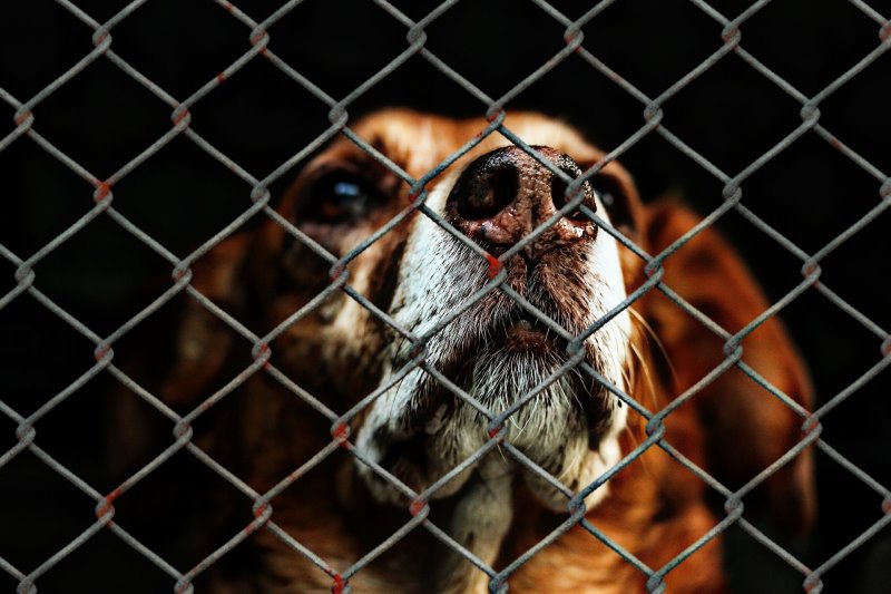 Hund, der eingesperrt hinter Gittern ist