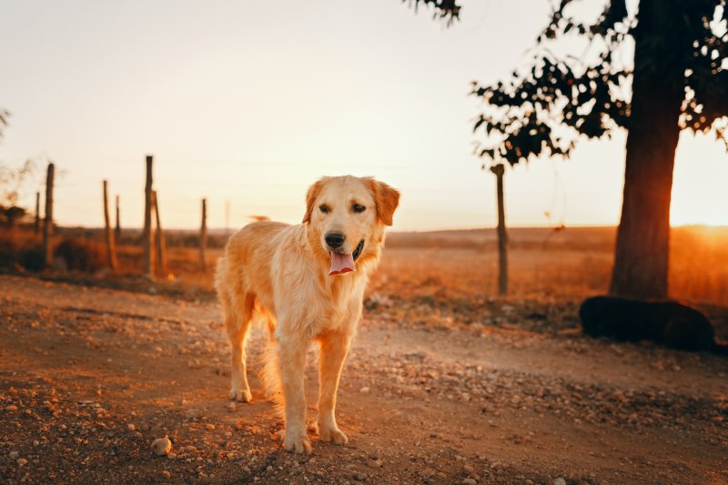 Golden Retriever gehören zu den intelligentesten Hunderassen