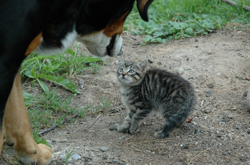 kleine verängstigte Katze und großer Hund