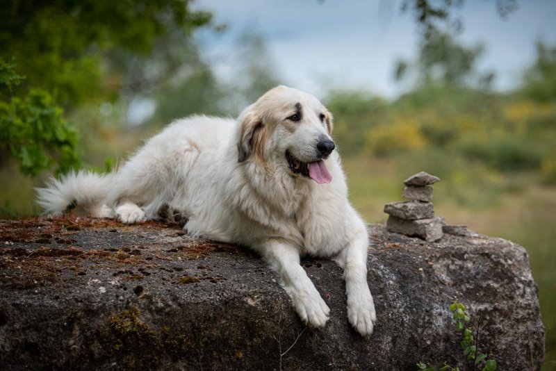 Der Pyrenäen-Berghund gehört zu den großen Hunderassen