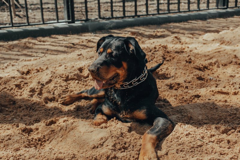 Rottweiler Hund im Sand liegend