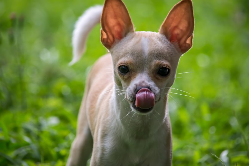 Chihuahua auf Wiese