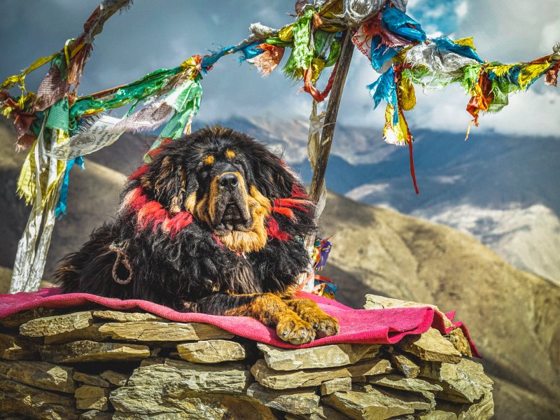 Die tibetanische Hunderasse Tibetanische Mastiff im Überblick