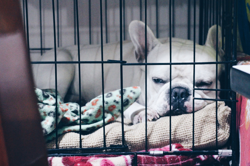 Französische Bulldogge schläft entspannt in faltbarer Hundebox