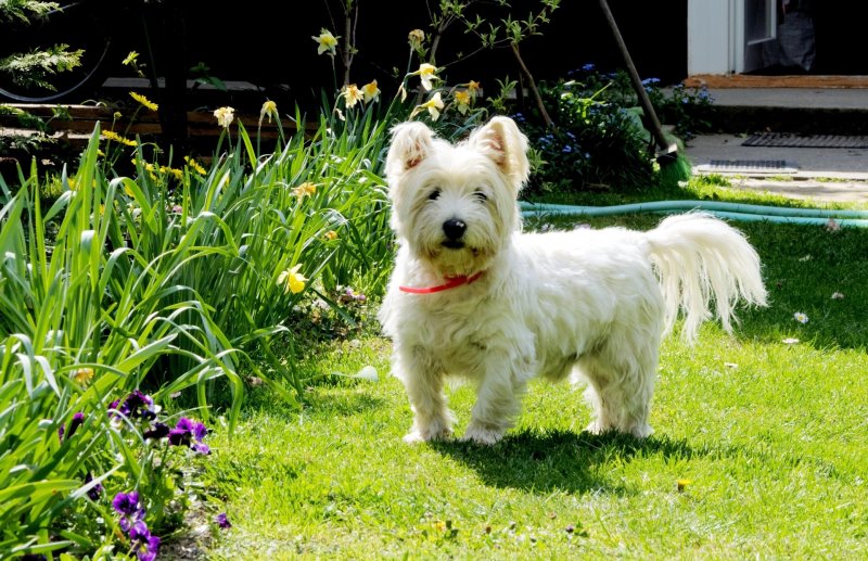 Weißer West Highland Terrier steht im Garten