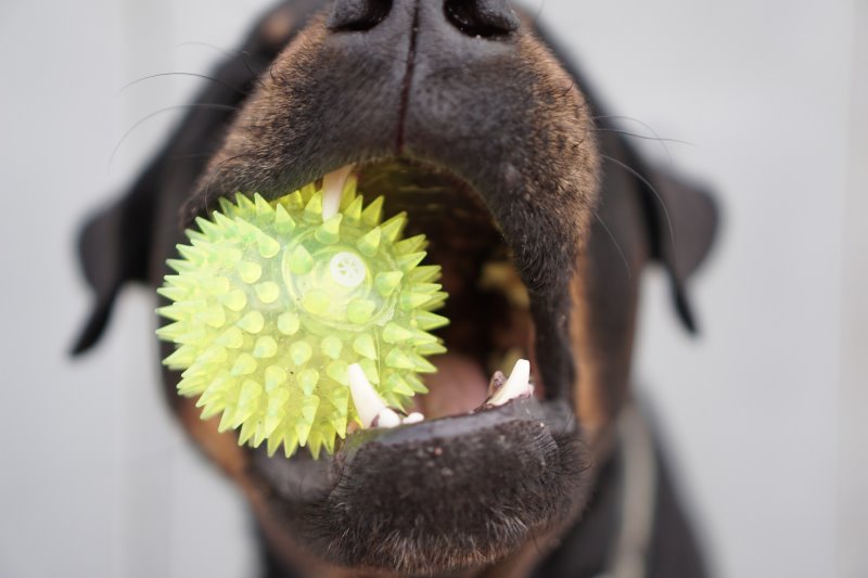 Hund mit Gummiball im Maul