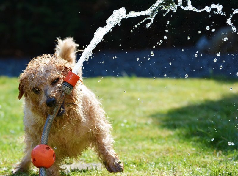 Den Hund mit Zerrspielen und Wasser beschäftigen