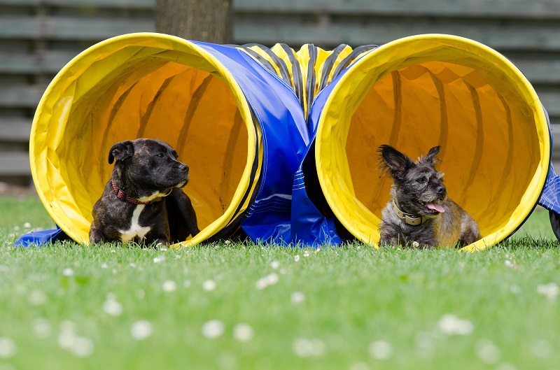 Hunde liegen in einem Hundetrainings-Tunnel