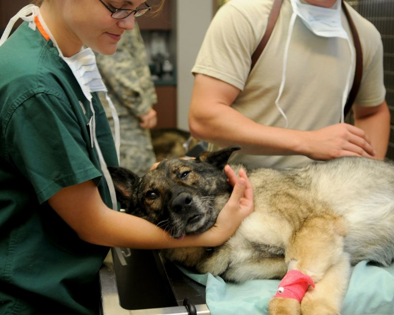 Berufe mit Hunden - der Tierarzt