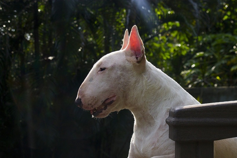 Weiße Hunderassen Bullterrier