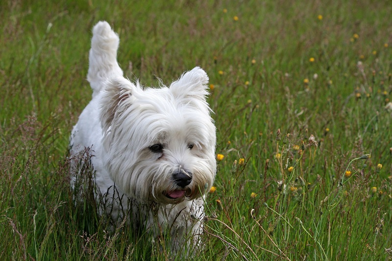 Weiße Hunderassen West Highland White Terrier