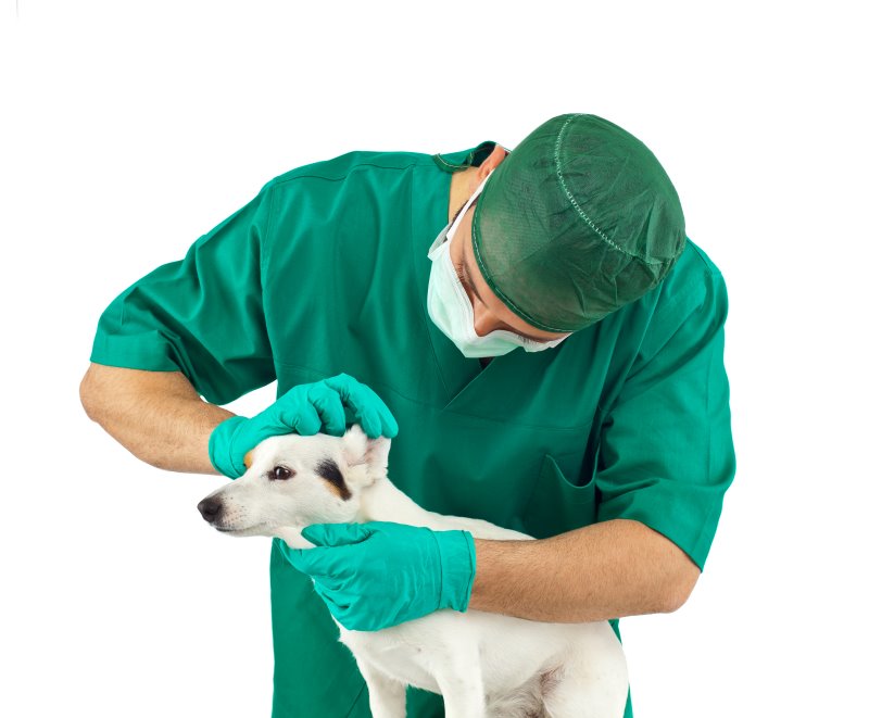 Zecken-Untersuchung eines Hundes beim Tierarzt