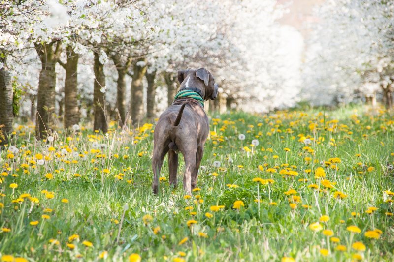 Ein Hund steht auf einer Blumenwiese