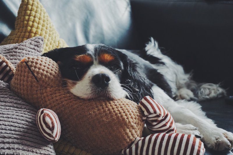Hund mit Kissen und Decken 