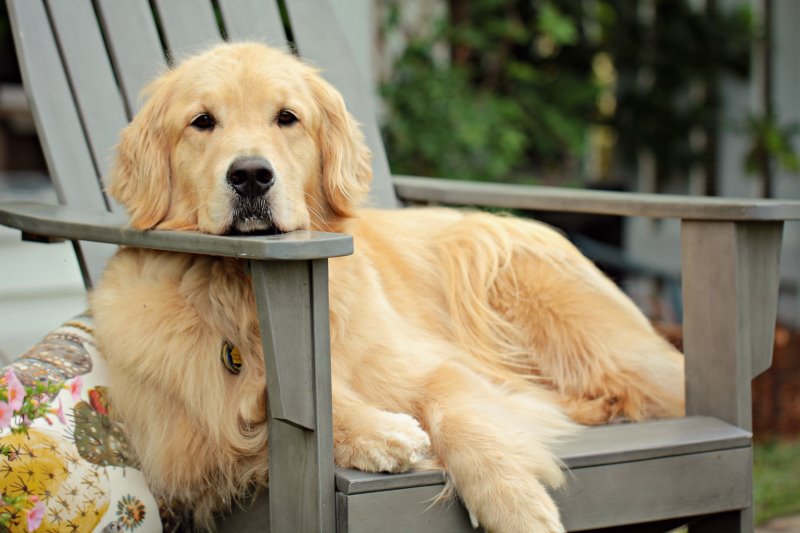 Ein Golden Retriever liegt entspannt auf einer Bank. 