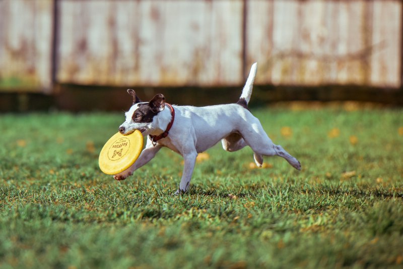 Ein Hund läuft mit einer Frisbee über eine Wiese.