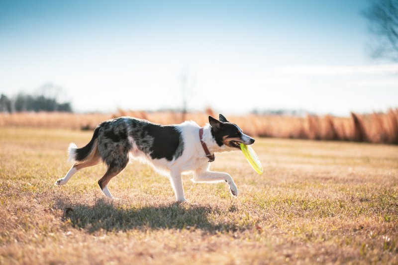 Ein Hund mit einer Frisbee läuft über ein Feld.