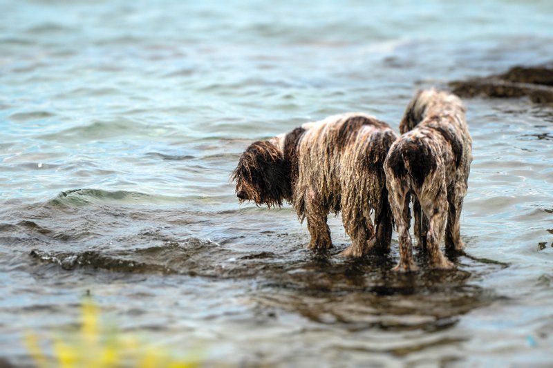 Zwei Hunde am Strand in Kroatien