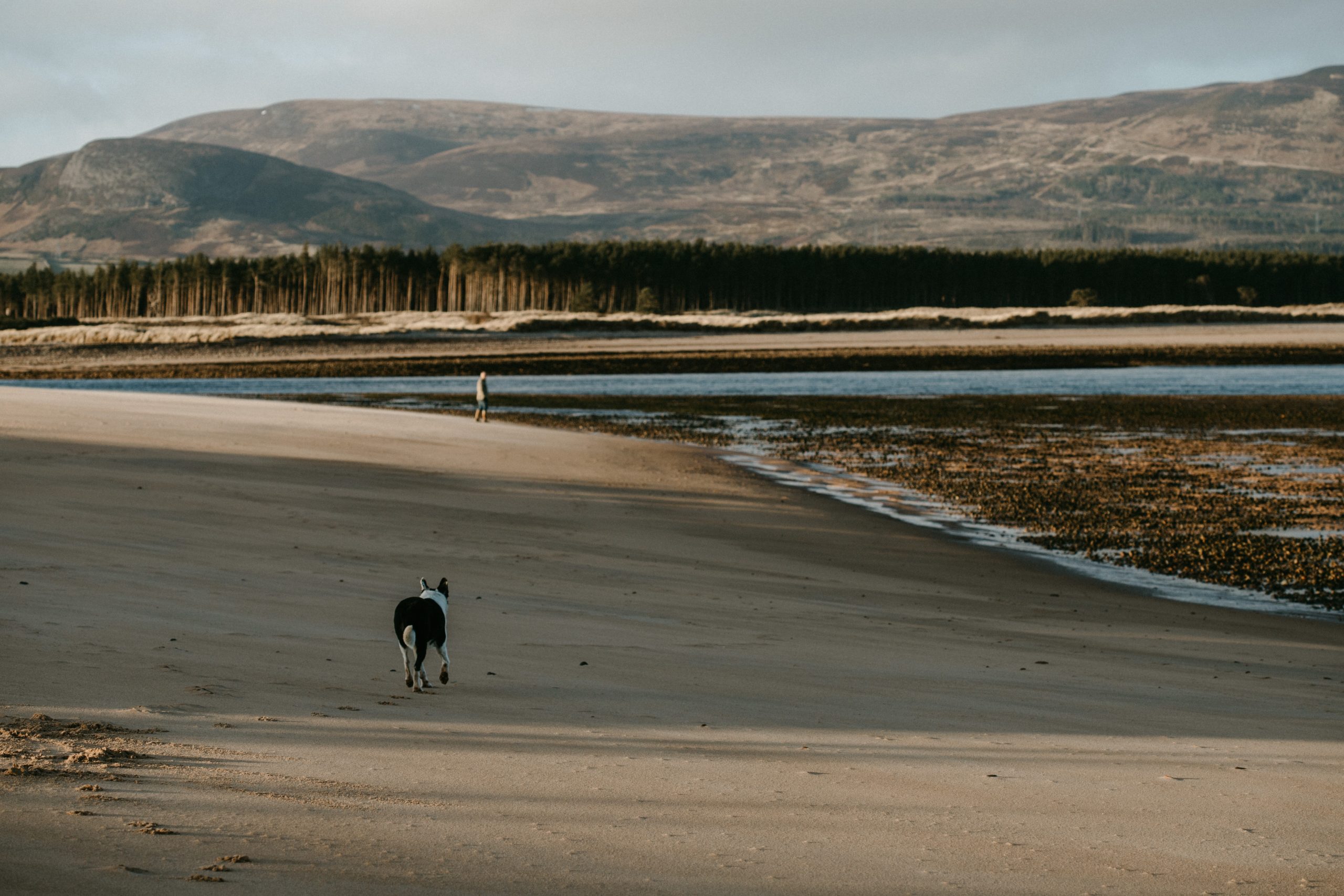 Ein Hund läuft einen Strand entlang.