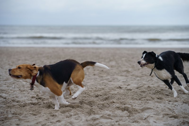 Hunde die am Strand spielen