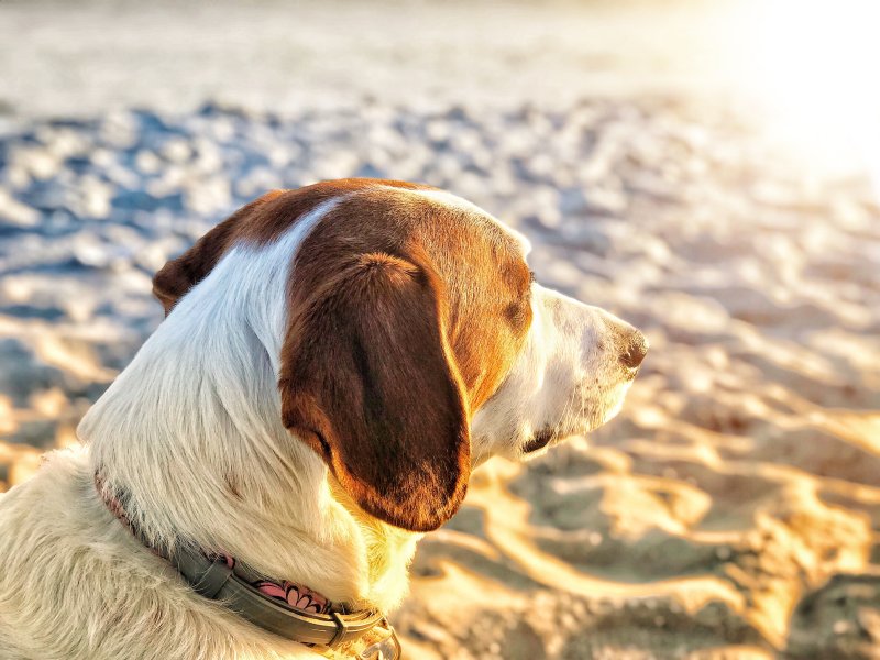 Ein Strandbesuch mit Hund