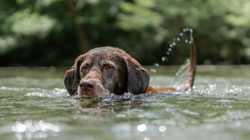 Hund schwimmt im Wasser