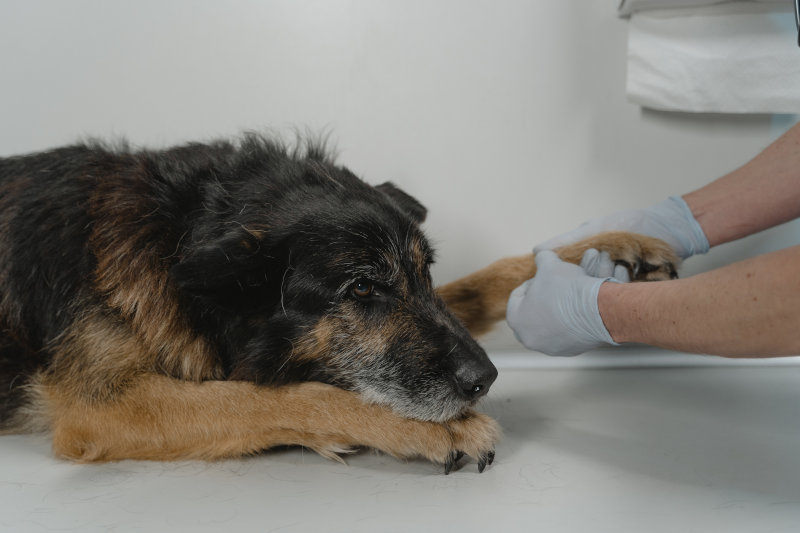 Hund beim Tierarzt auf Behandlungstisch liegend