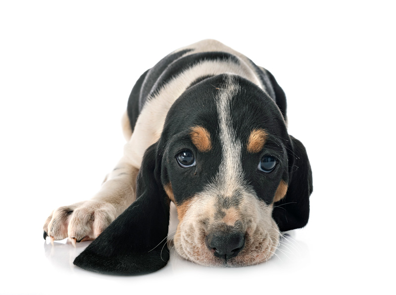 Liegender Berner Niederlaufhund Welpe 
