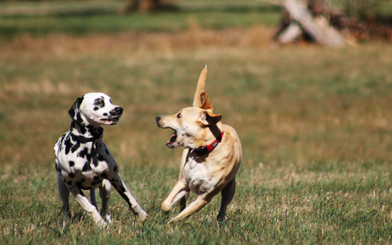 Dalmatiner spielt mit einem anderen Hund.