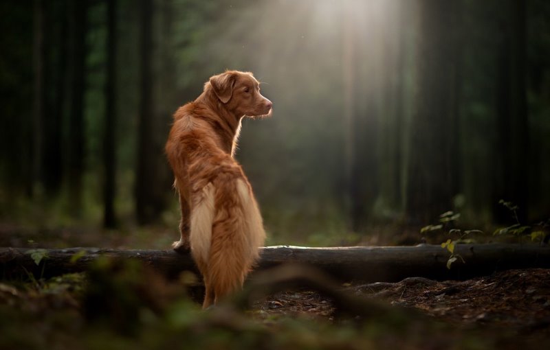 Hundefotografie im Wald 