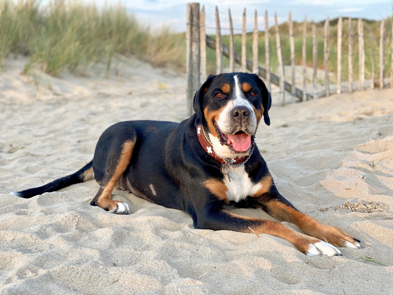 Großer Schweizer Sennenhund am Strand