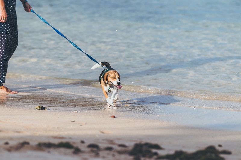 Hund am Strand in Holland